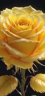 Close-up of a glistening yellow rose with dewdrops against a dark background.