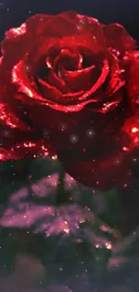 Glittering red rose with dark background.