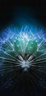 Blue dandelion with glowing effect on dark background wallpaper.