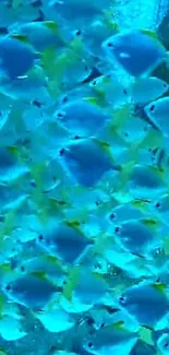 Vibrant school of blue fish swimming against a cyan backdrop.