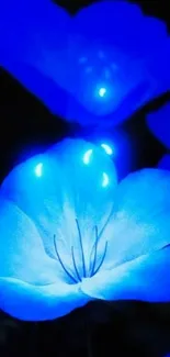 Glowing blue flower mobile wallpaper with luminous petals.