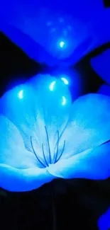 Mobile wallpaper of a glowing blue flower.