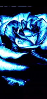 Artistic glowing blue rose with dark background.