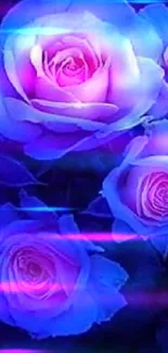 Glowing blue roses in a dark background wallpaper.