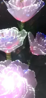 Glowing flowers illuminated in pink and white on a dark background.