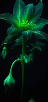 A glowing green flower with a dark background for mobile wallpaper.