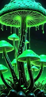 Glowing green mushrooms in dark background.