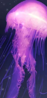 Purple glowing jellyfish in dark ocean wallpaper.