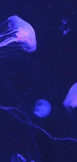 Glowing jellyfish in deep blue waters creating a serene mobile wallpaper.