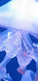 Glowing jellyfish swims gracefully in tranquil blue ocean.