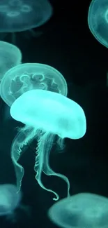 Glowing teal jellyfish amidst dark ocean background wallpaper.