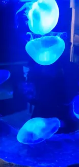 Glowing jellyfish in a vibrant blue underwater scene.