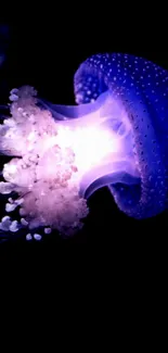 Glowing jellyfish floats gracefully in deep ocean wallpaper.