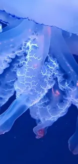 Close-up of a glowing blue jellyfish with intricate, luminescent details.