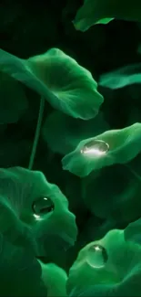 Lush green leaves with water droplets glowing softly.