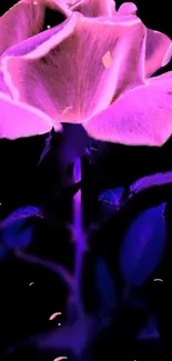 Vibrant neon pink rose with glowing petals on black background.