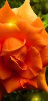 A glowing orange rose with a lush green background, perfect for wallpapers.