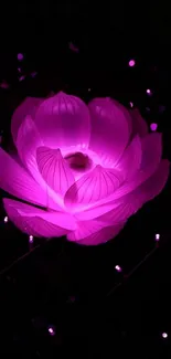 A radiant pink lotus with glowing petals against a dark background.