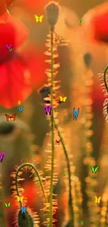 Close-up of poppy flowers glowing in the warm sunlight of a vibrant field.