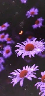 Glowing purple daisies against a dark night sky with a crescent moon.