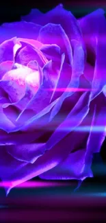 A vibrant glowing purple rose on a dark background wallpaper.