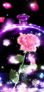 Glowing pink rose in glass dome with colorful lights.