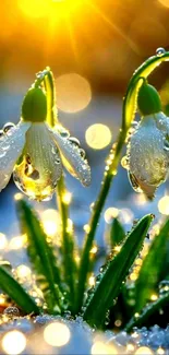 Snowdrops with dewdrops under a golden sunrise, featuring a delicate bokeh effect.