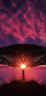 Vibrant sunset behind a silhouette tree with glowing sky.