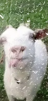 A cute goat seen through rain-soaked glass on a tranquil green background.