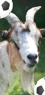 Goat with two soccer balls on a green background.