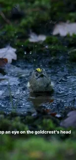 Goldcrest bathing in a serene forest pool.