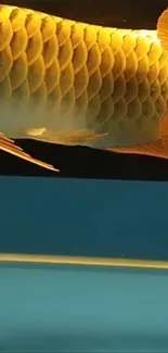 Golden arowana fish swimming in blue water