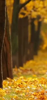 Golden autumn path with fallen leaves.