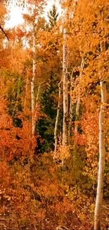 Golden autumn forest with vibrant orange leaves and tall tree trunks.