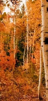 Scenic autumn forest with golden orange trees.