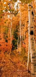 Golden autumn forest with orange leaves and birch trees.