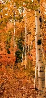 Golden birch trees in autumn forest with vibrant foliage.