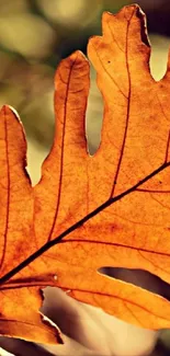 Close-up of a golden autumn leaf under sunlight, showcasing intricate details.