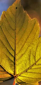 Golden maple leaf against a blurred background, capturing autumn's essence.