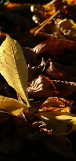 Golden leaf on autumn ground, vibrant colors.