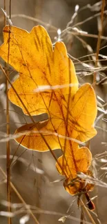 Golden autumn leaf against a soft, natural background.