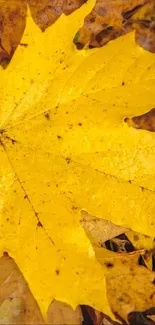 Golden autumn leaf on a bed of brown leaves wallpaper