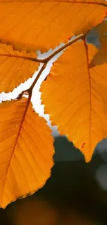 Golden autumn leaves set against a contrasting backdrop.