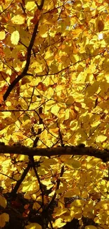 Golden autumn leaves and branches in vibrant sunlight.