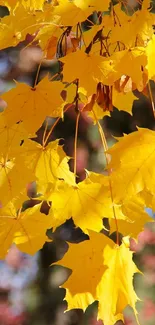 Vibrant yellow autumn leaves hanging with a blurred background.