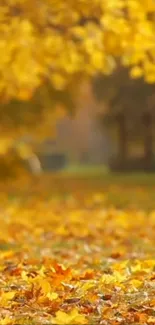 Golden autumn leaves in a serene park setting.