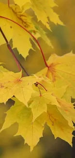 Golden yellow autumn leaves on a mobile wallpaper.