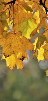 Golden autumn leaves against blurred background.