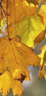 Golden autumn leaves with natural light