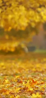 Golden autumn leaves on a sunny day, covering the ground and trees.